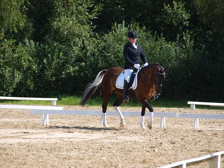 Anden særlig race Lundgaards Pocahontas  - 2. Dressur i BROR på banen. Første dressur stævne, blev nr. 4 ud af 17 Foto: KK billede 2