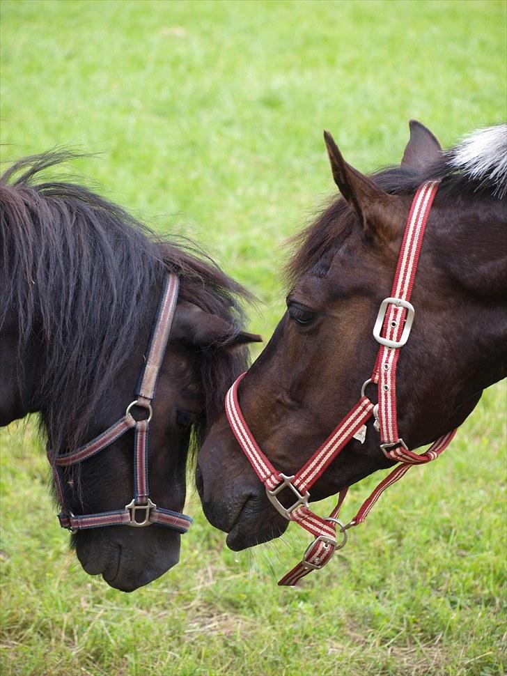 Anden særlig race Lundgaards Pocahontas  - 6. Pocahontas og Gizmo Foto: Maiken Gøte billede 6