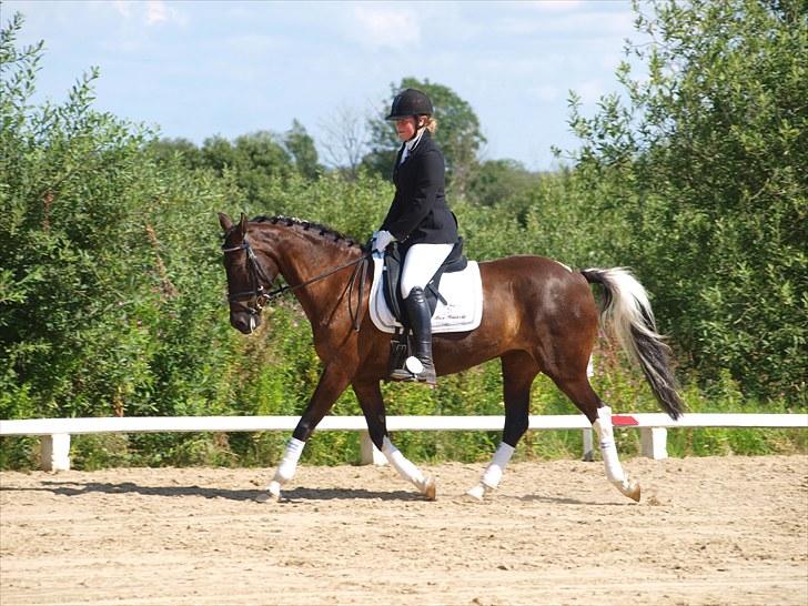 Anden særlig race Lundgaards Pocahontas  - 7. Dressur BROR Foto: KK billede 7