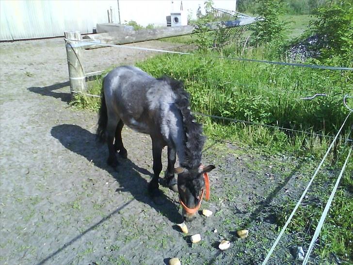 Shetlænder bandit solgt billede 2