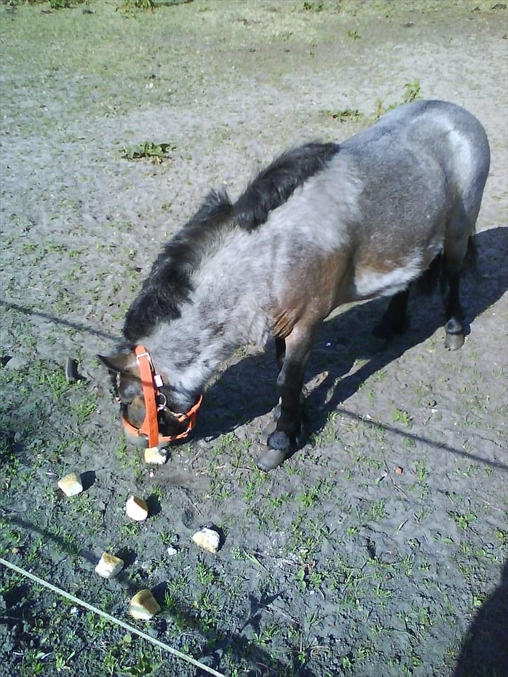 Shetlænder bandit solgt billede 3