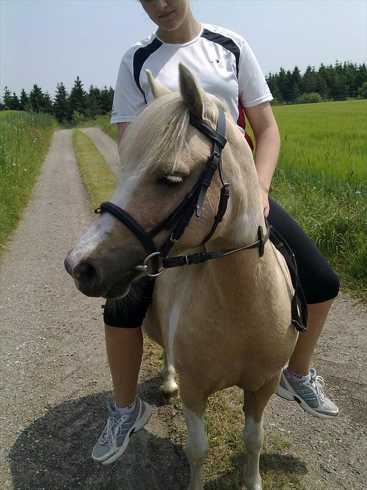 Anden særlig race Bella Star billede 1