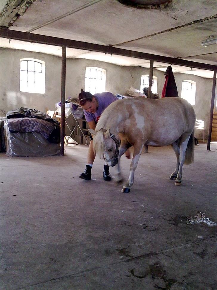 Anden særlig race Bella Star billede 2