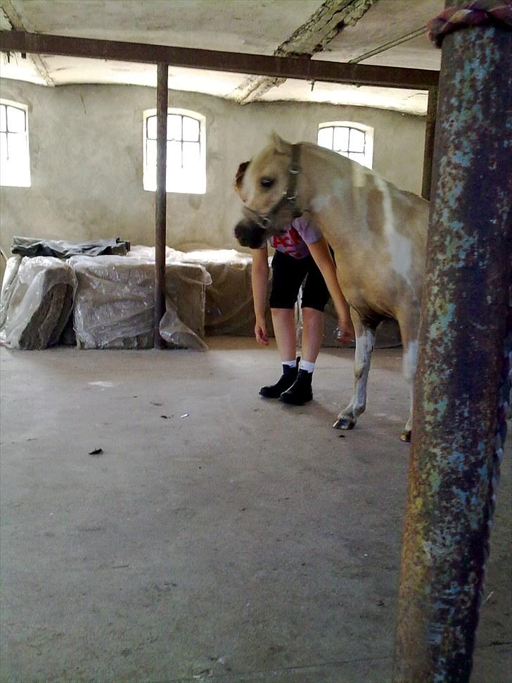 Anden særlig race Bella Star billede 3