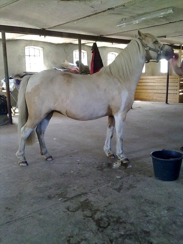 Anden særlig race Bella Star billede 4