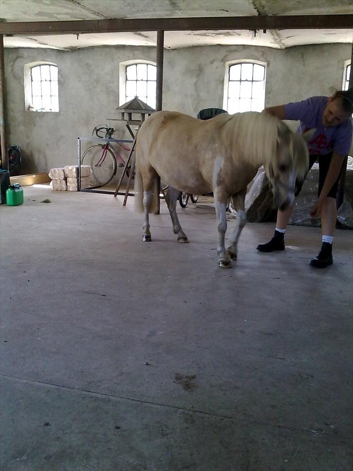 Anden særlig race Bella Star billede 5