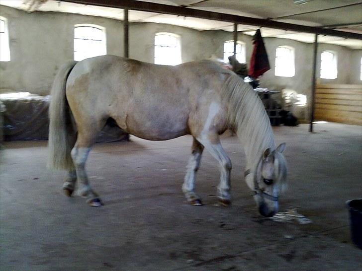 Anden særlig race Bella Star billede 6