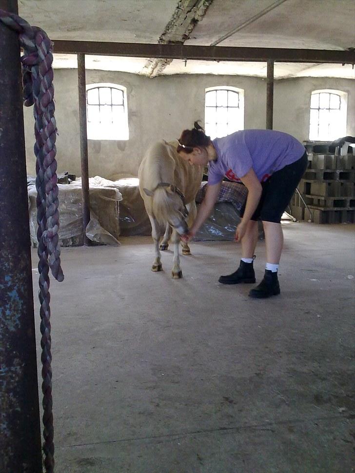 Anden særlig race Bella Star billede 7