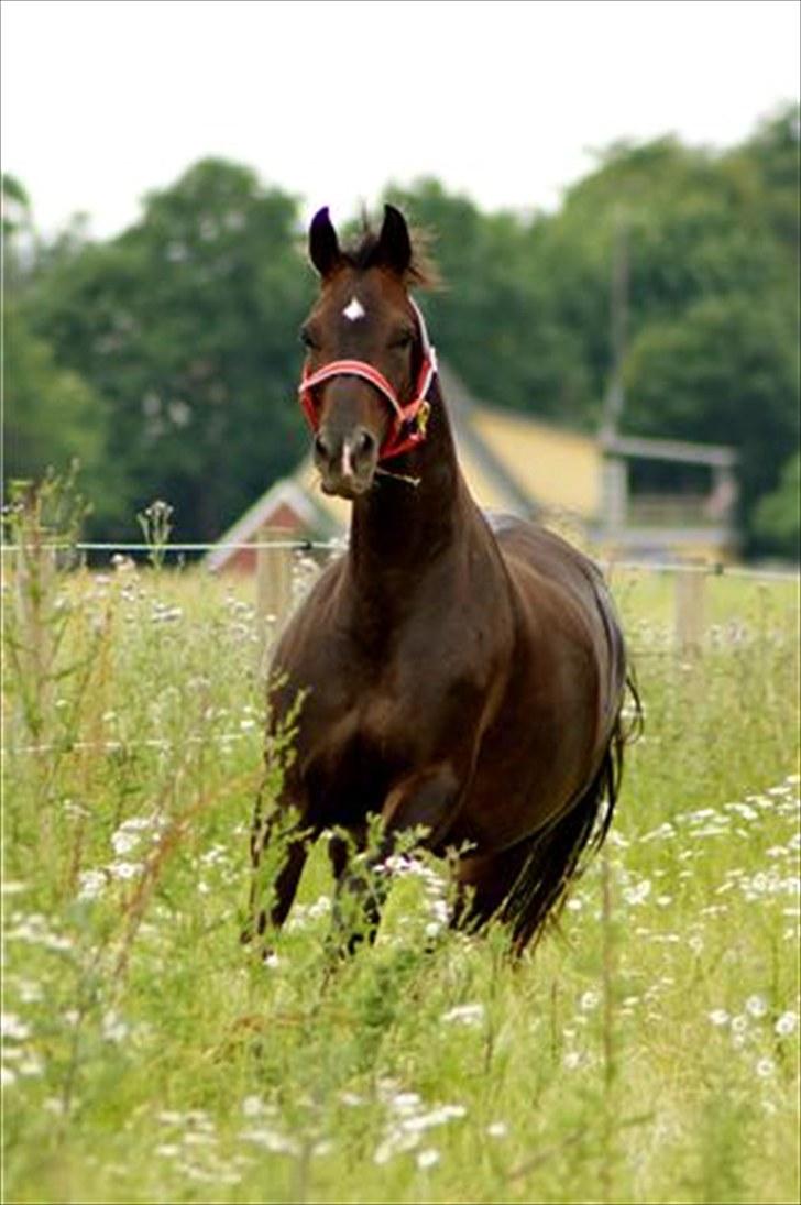 Hannoveraner Dreamgirl 11.04.2003-22.09.2012 - Fræs i varmen- billede 9-12 er taget af Karoline billede 10