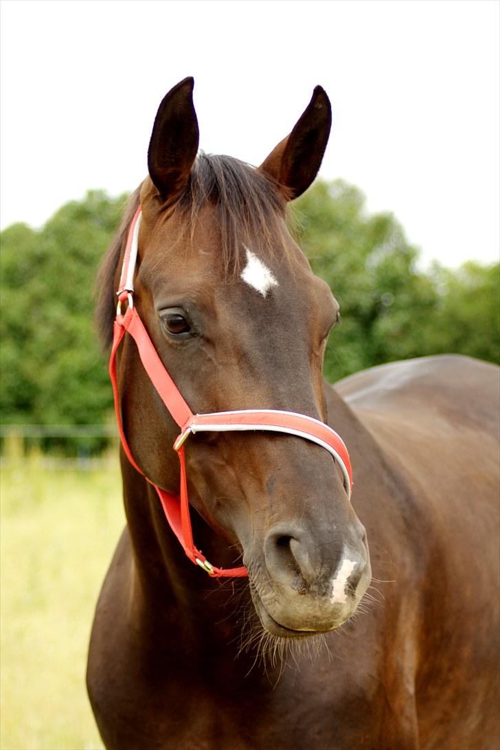 Hannoveraner Dreamgirl 11.04.2003-22.09.2012 - Fine, fine pige :o)   billede 11
