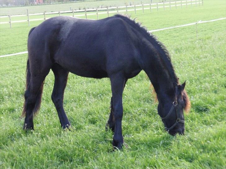 Frieser Nooitgedacht - Frida - Maj 09 billede 14
