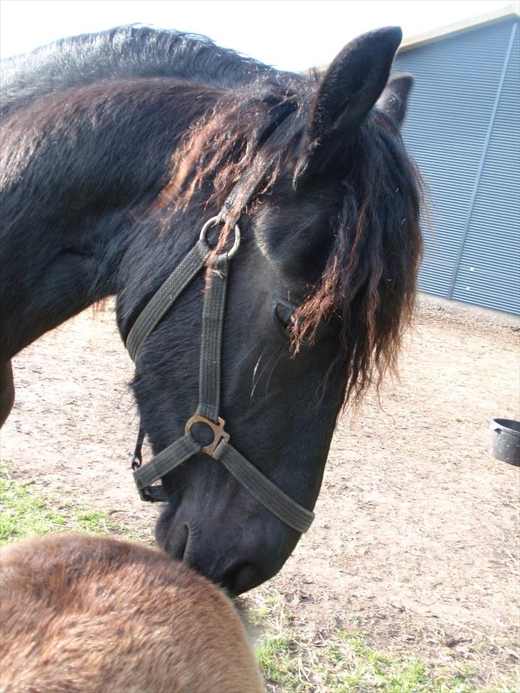 Frieser Nooitgedacht - Frida - Nussetid :D billede 15