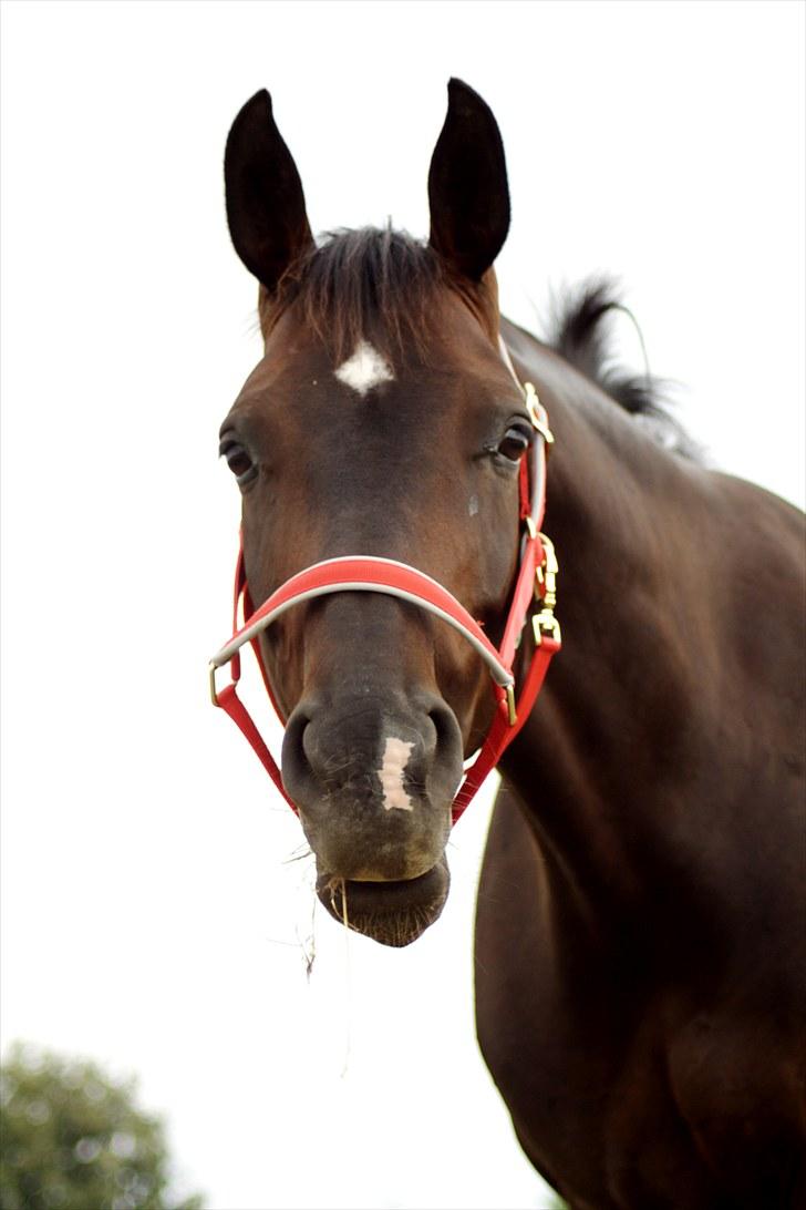 Hannoveraner Dreamgirl 11.04.2003-22.09.2012 - DG som drøvtygger juli 2010 billede 12