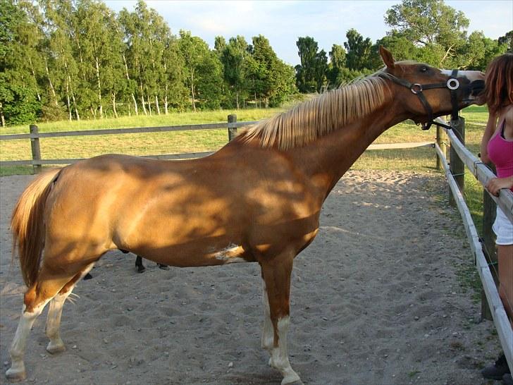 Hollandsk Sportspony Patser (Charlie) Solgt - KYS mellem hest og ejer ;i .. kærlighed hele vejen (; 2010 .. billede 14