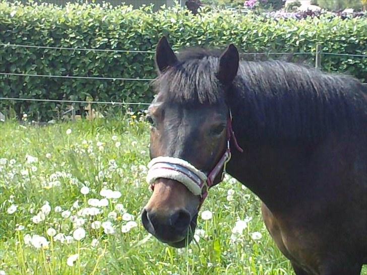 Anden særlig race Brune  [Savnet :'* ] - 2# billede 2