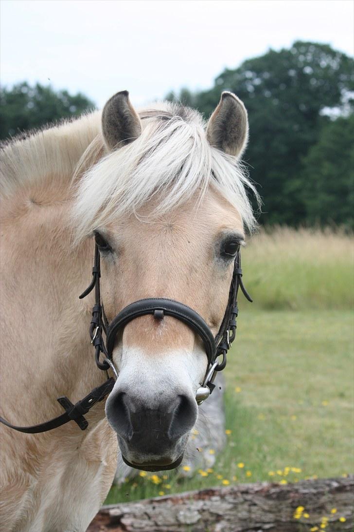 Fjordhest Beinta - Velkommer til Beintas profil :D billede 1