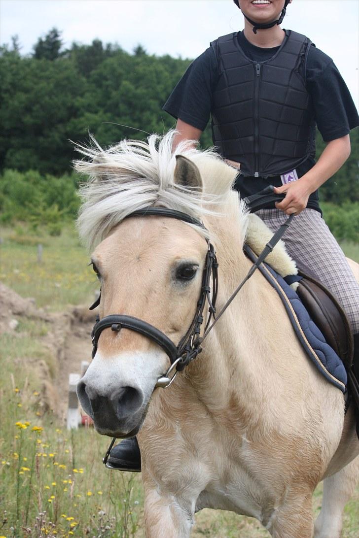 Fjordhest Beinta billede 2