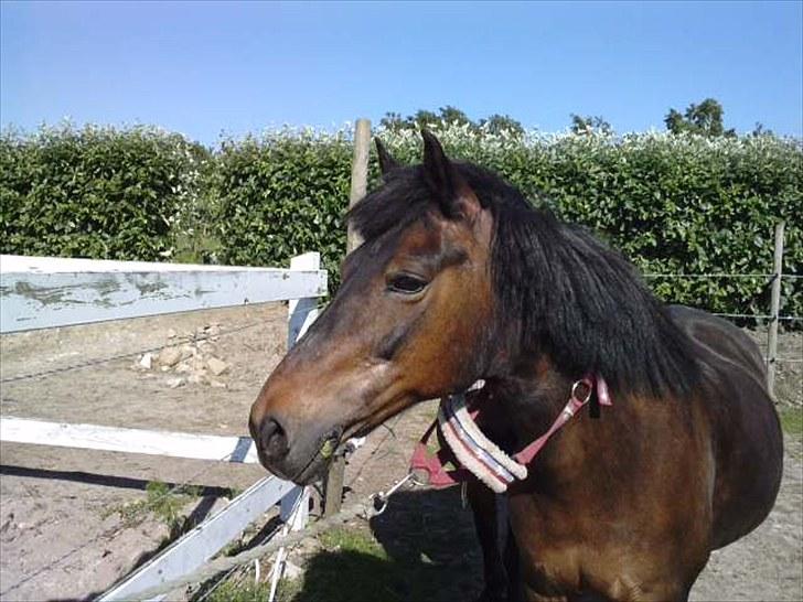 Anden særlig race Brune  [Savnet :'* ] - 3# billede 3