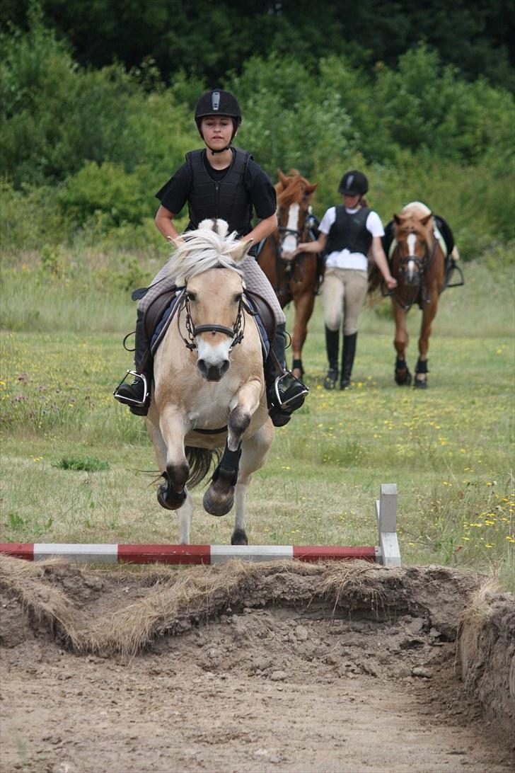 Fjordhest Beinta billede 3