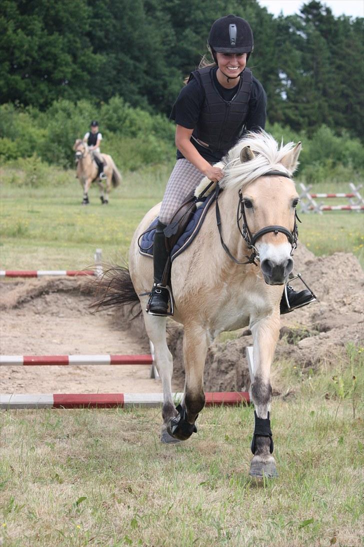 Fjordhest Beinta billede 4