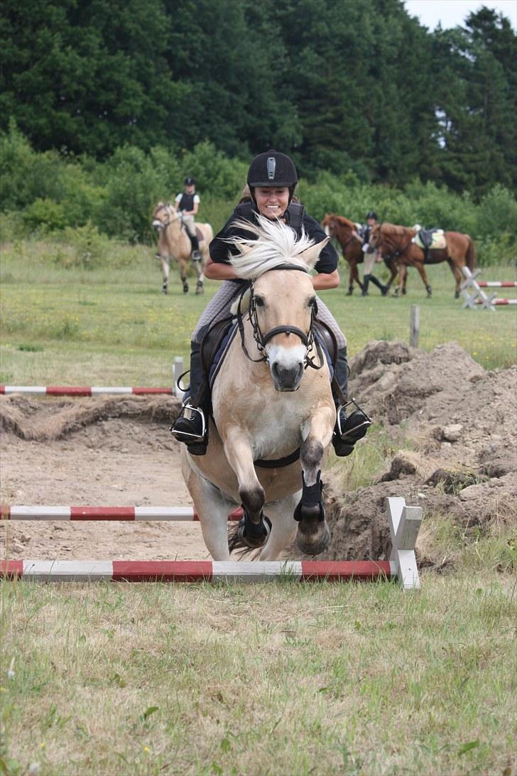 Fjordhest Beinta billede 5