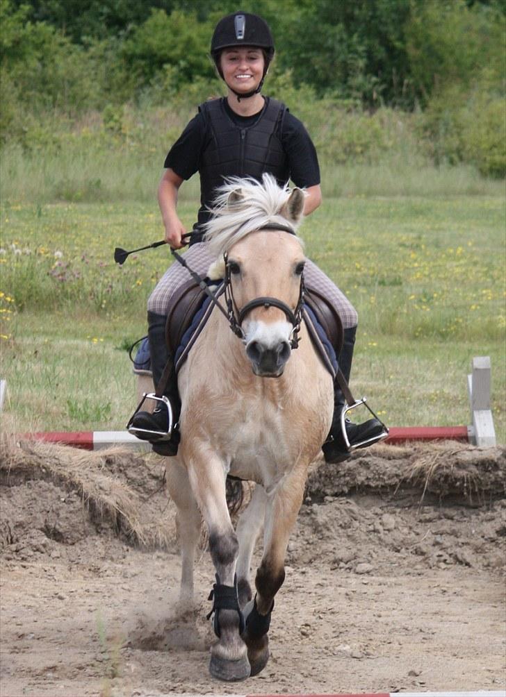 Fjordhest Beinta billede 6