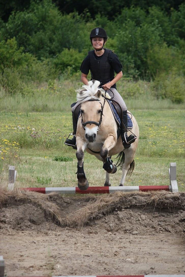 Fjordhest Beinta billede 7