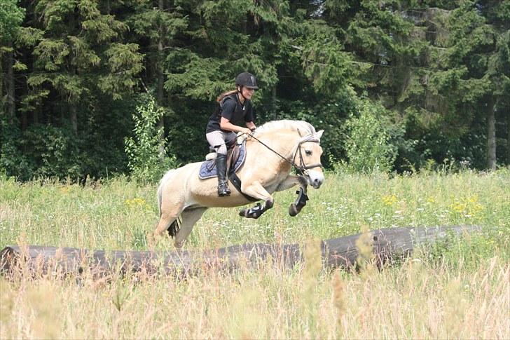 Fjordhest Beinta - Spring i tærrenet, kig ikke på mig troede den ville tage et gallopspring mere (; billede 8