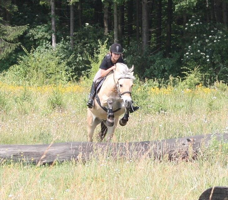 Fjordhest Beinta billede 9