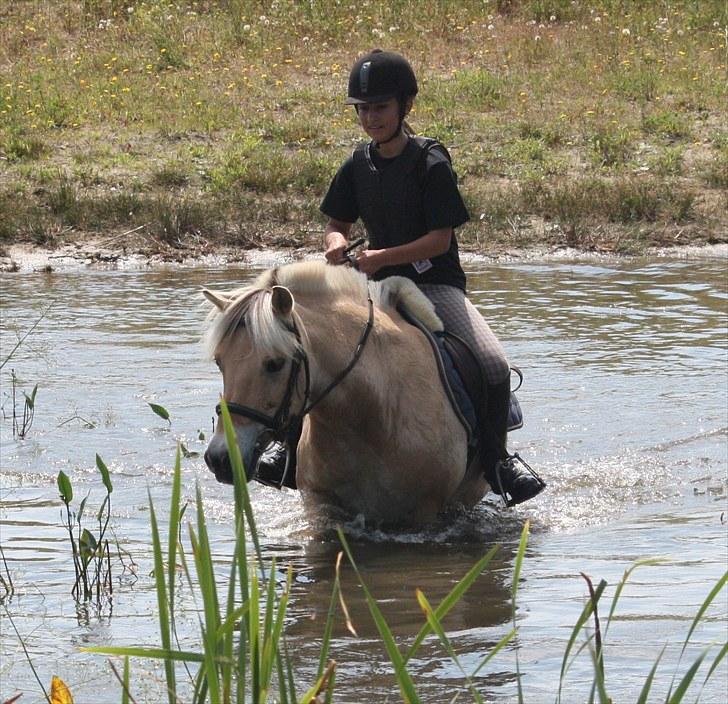 Fjordhest Beinta billede 10