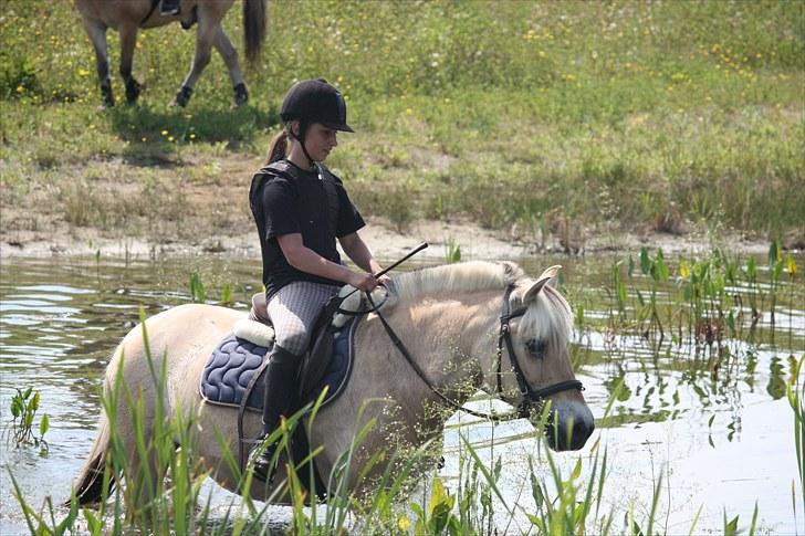 Fjordhest Beinta billede 11