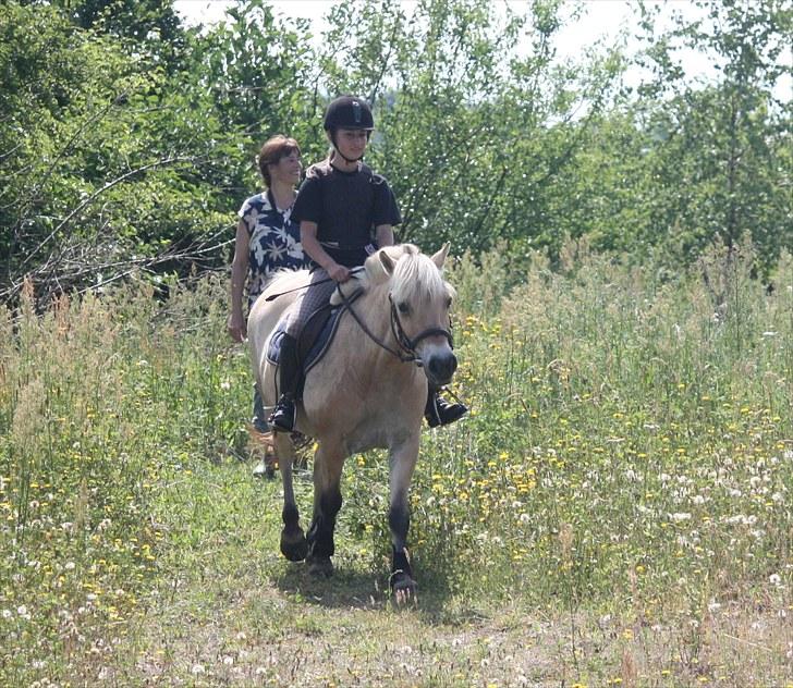 Fjordhest Beinta - på vej ned til vandet billede 12