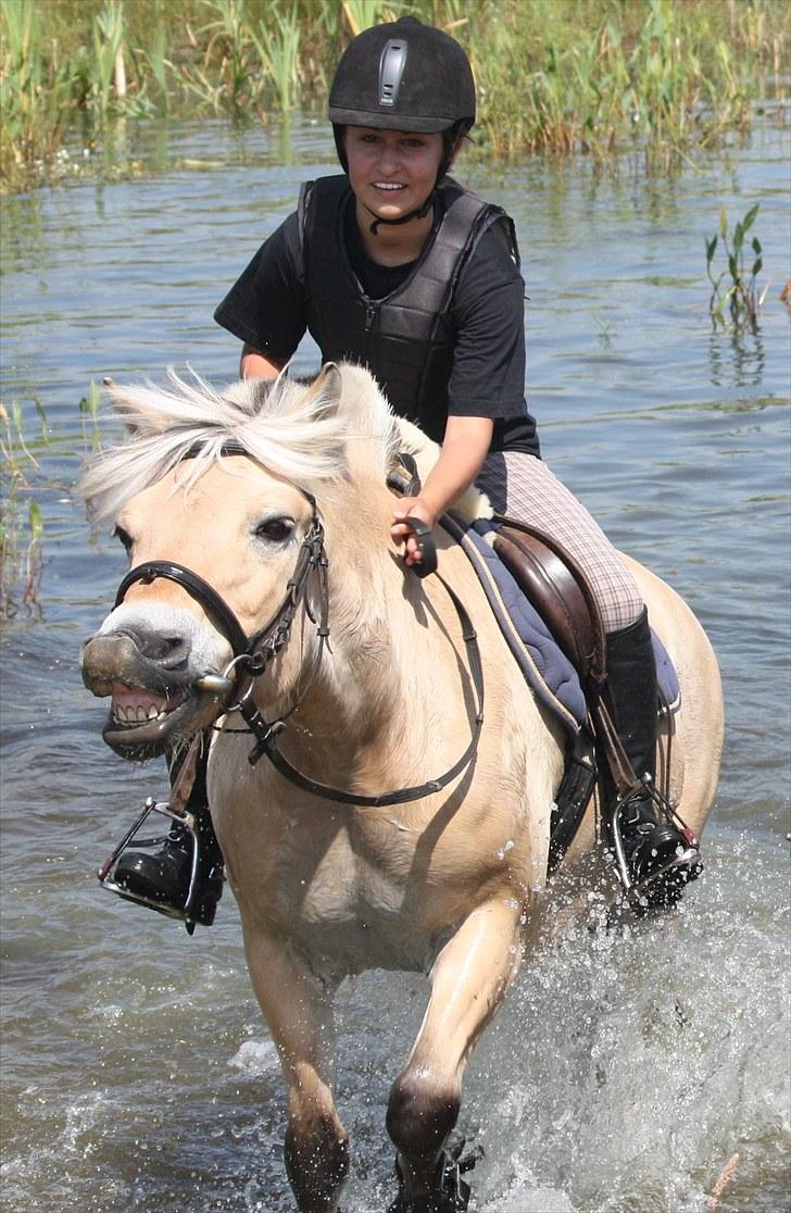 Fjordhest Beinta - Beinta i vandet, elsker det billed (;  billede 13