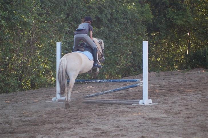 Fjordhest Beinta - Emma springer på Beinta (;  billede 14