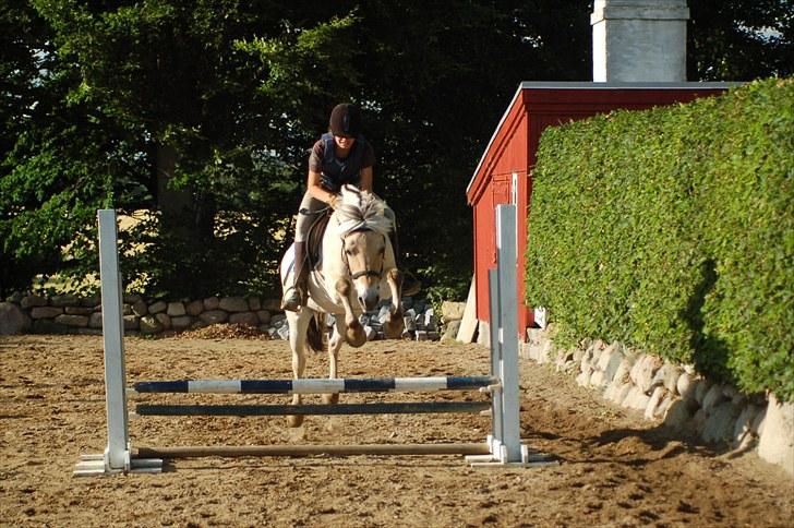 Fjordhest Beinta - Cecilie springer på Beinta (; billede 15