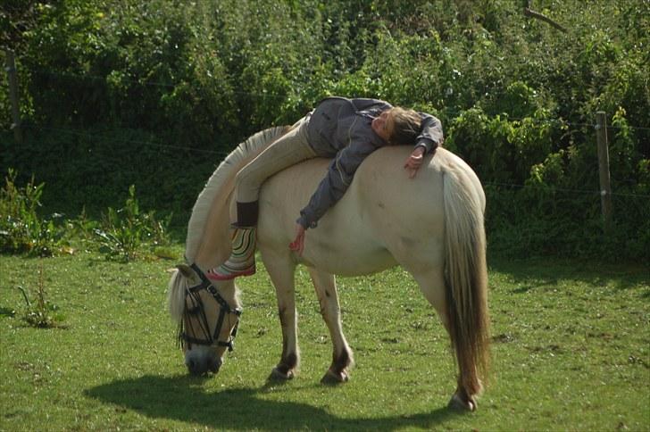 Fjordhest Beinta - Cecilie og Beinta hygger på folden :D billede 16