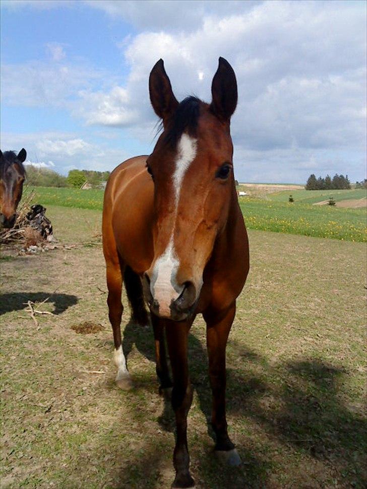 Arabisk fuldblod (OX) Emma OX billede 3