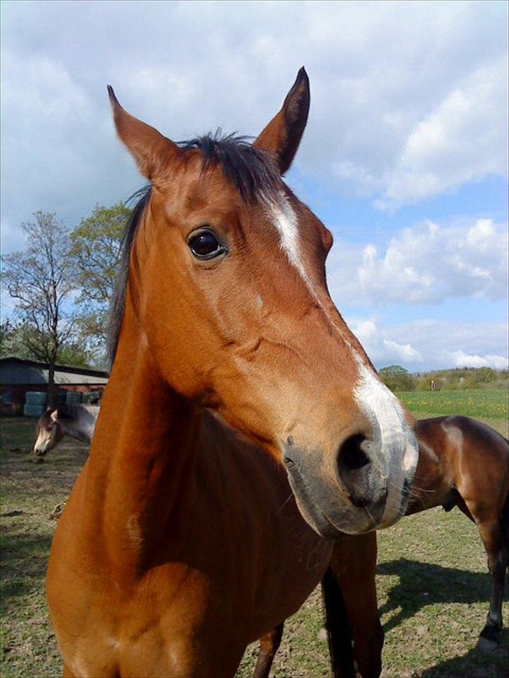 Arabisk fuldblod (OX) Emma OX billede 4