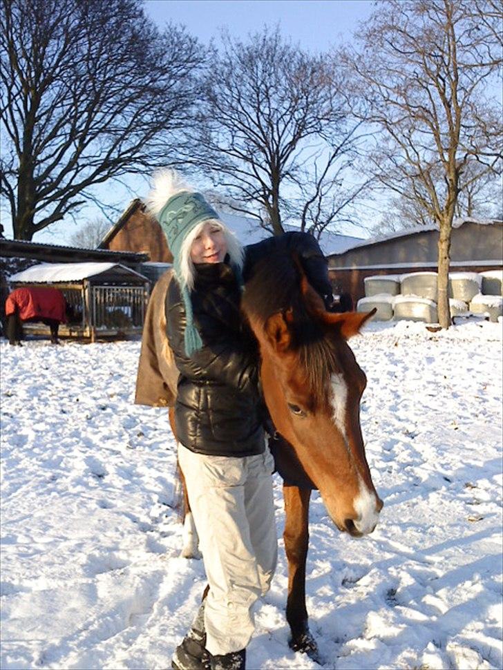 Arabisk fuldblod (OX) Emma OX billede 5