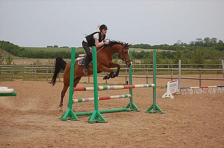 Arabisk fuldblod (OX) Emma OX - La til stævne... billede 6