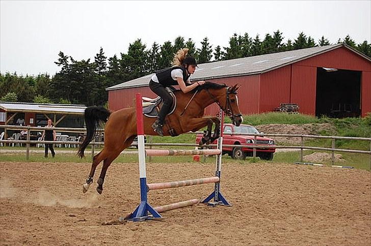 Arabisk fuldblod (OX) Emma OX - La til stævne... billede 7