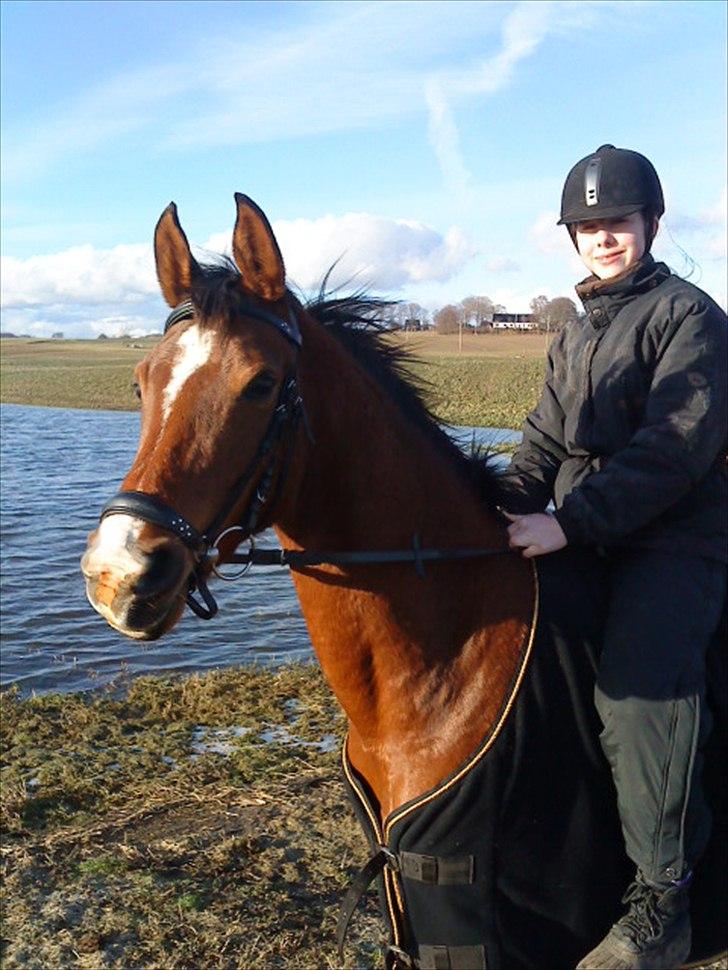 Arabisk fuldblod (OX) Emma OX billede 8