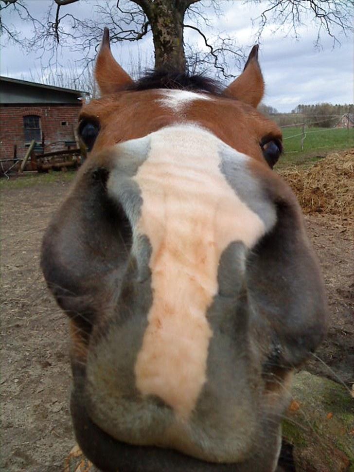 Arabisk fuldblod (OX) Emma OX billede 9