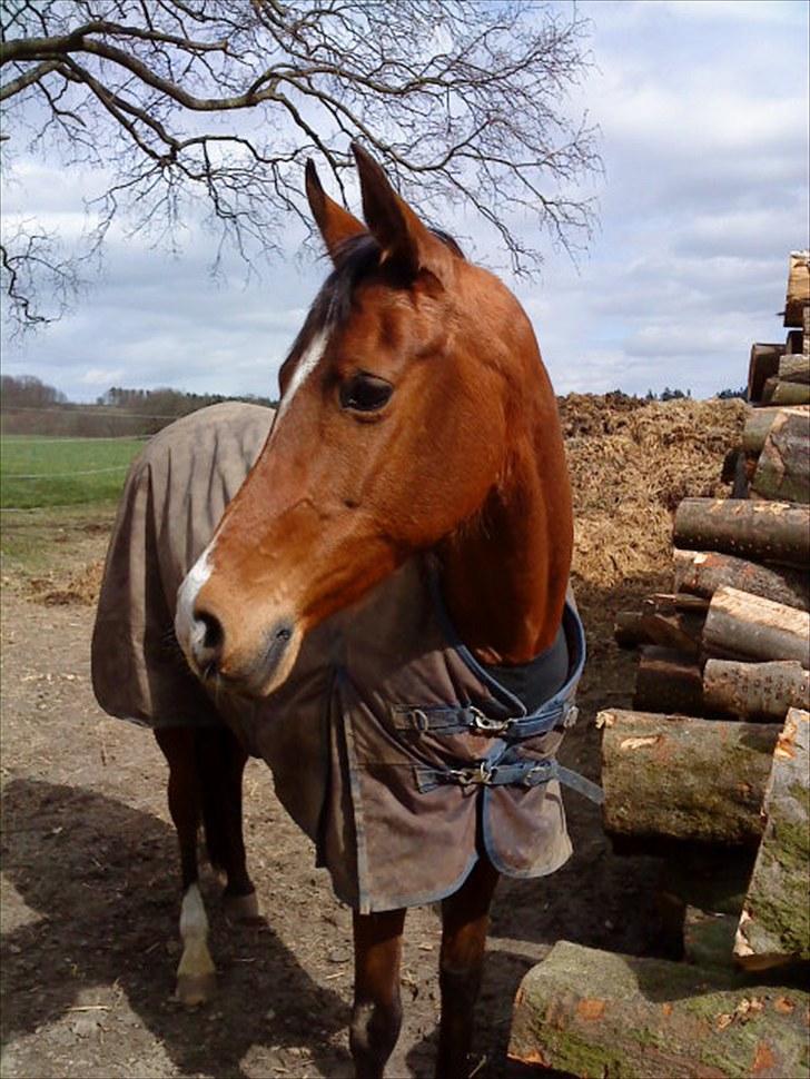 Arabisk fuldblod (OX) Emma OX billede 10