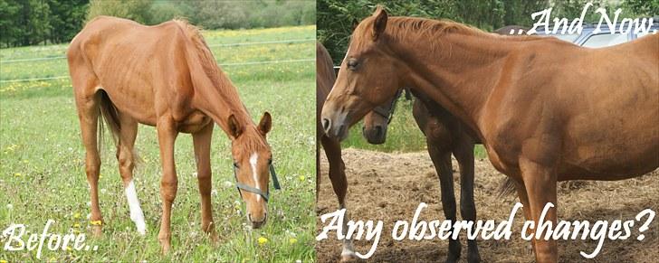 Dansk Varmblod Fjordglimts Robin Hood *SOLGT* - - tja, teksten siger jo det hele ? ;b - Min lille Hoodie<3 24. maj til 12 juli..der er sku godt nok sket meget.. billede 14