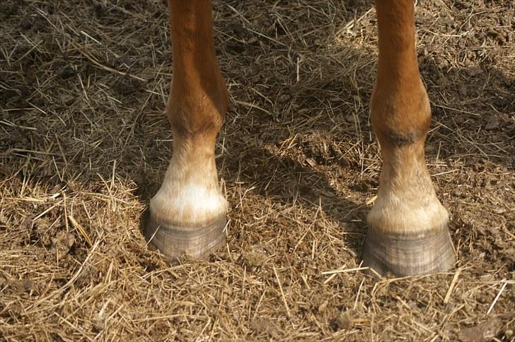 Dansk Varmblod Fjordglimts Robin Hood *SOLGT* - elsker bare hans lille hvide plet på hans højreforben x3 <3 12. juli billede 16