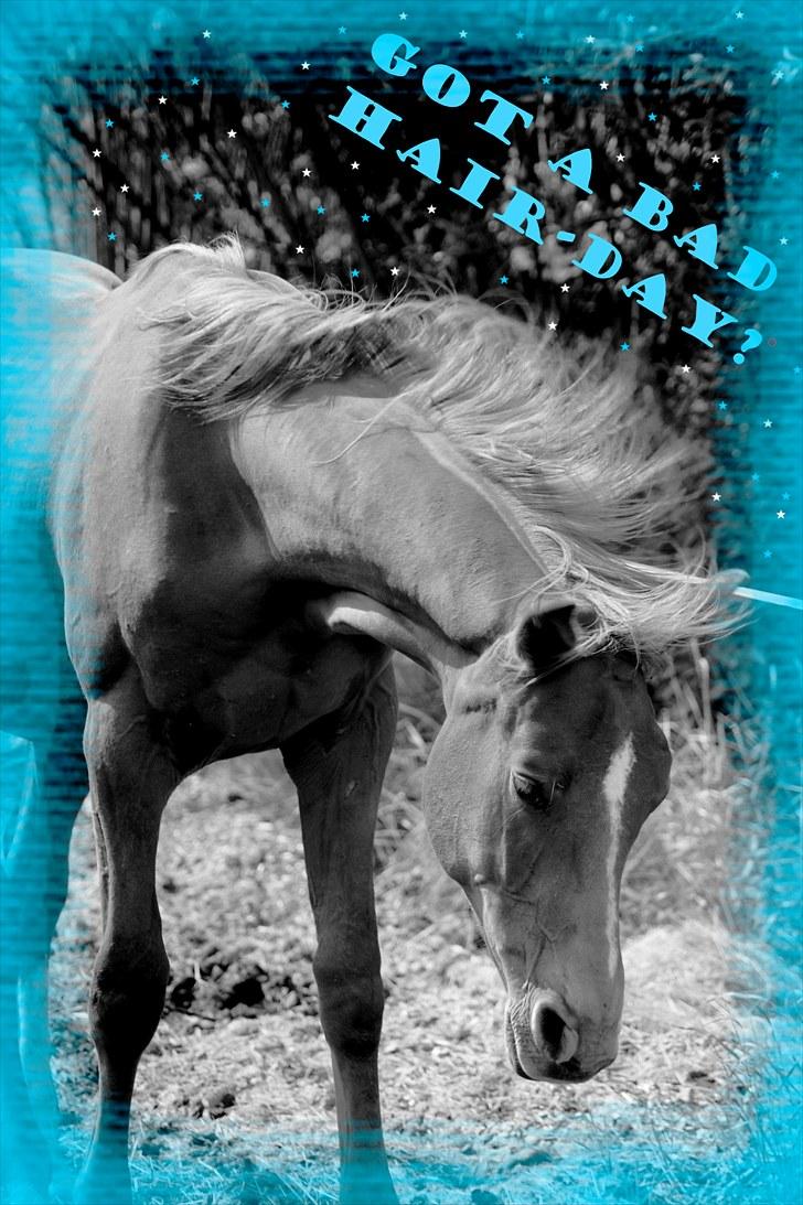 Dansk Varmblod Fjordglimts Robin Hood *SOLGT* -  har vi ik´ alle sammen sådan nogle dage? :D billede 18