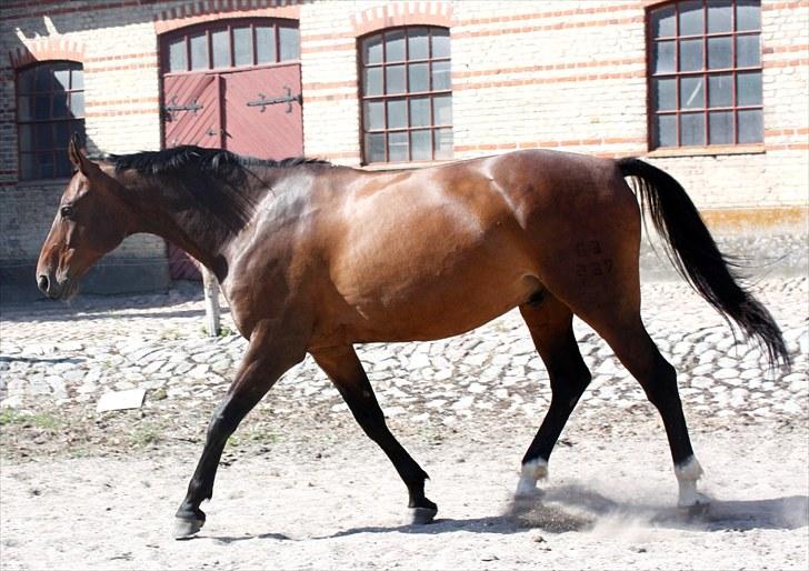 Anden særlig race | Flying Allegro billede 20