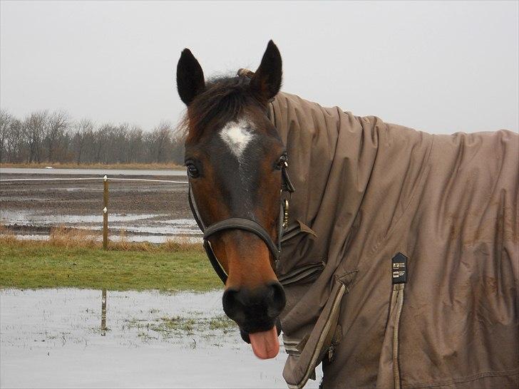 Hollandsk Varmblod Wings - Wings på fold for første gang i 2 uger:D billede 2