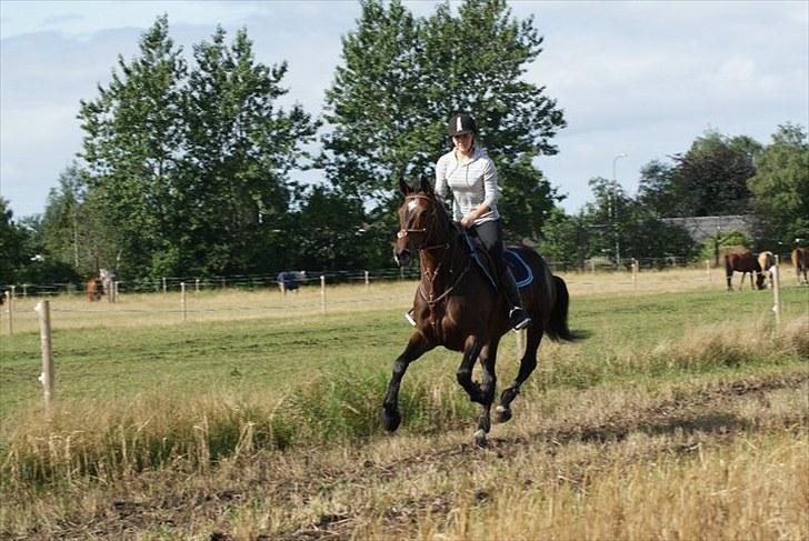 Hollandsk Varmblod Wings - Interval træning nede på TS *-: <3 billede 3